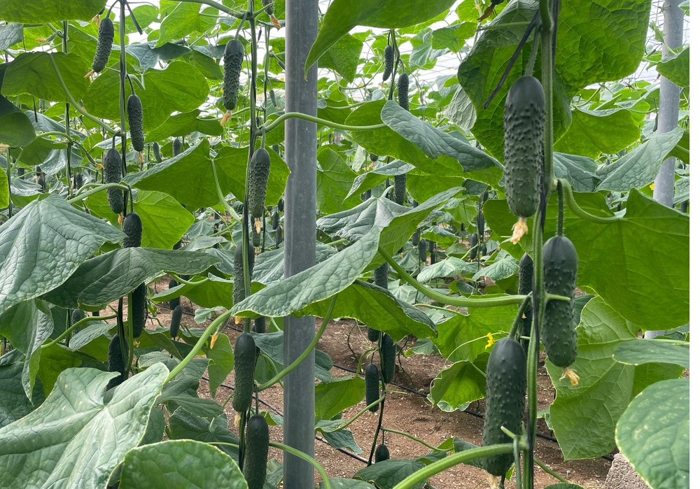 Semana 'horribilis' para el pepino con unas pizarras muy inestables en general