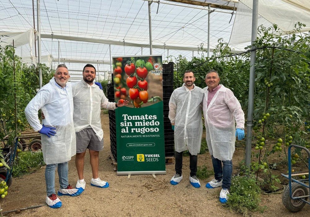 Octavius, el pera para ciclo temprano de alta producción y resistente al rugoso de Yuksel Seeds