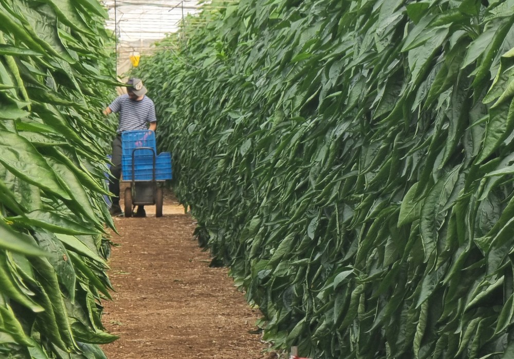 El nuevo convenio colectivo para el campo incluye mejoras en los salarios, contratación y condiciones laborales