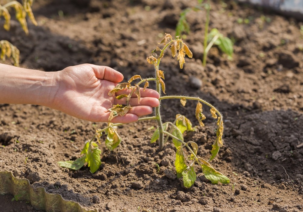 Identifican un mecanismo que controla la adaptación de las plantas a la sequía y las altas temperaturas