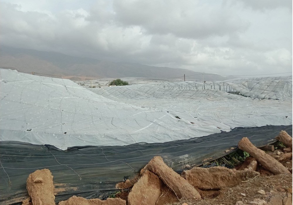 Las ayudas a la renta para los agricultores y ganaderos afectados por la dana están exentas del IRPF y del Impuesto de Sociedades