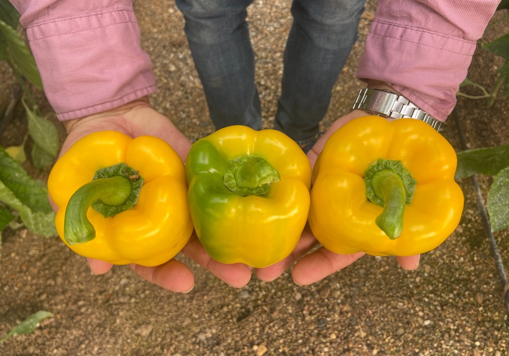 Yuksel Seeds muestra en campo Ivanca, su California amarillo de excelente cuaje en bajas y altas temperaturas