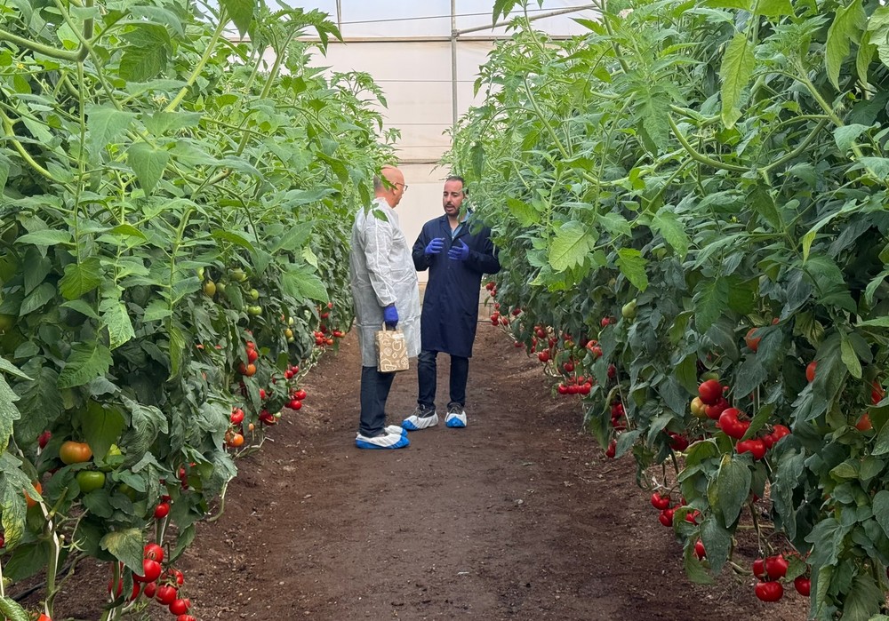 BASF | Nunhems ‘Tomato Experience’ abre sus puertas en  Murcia