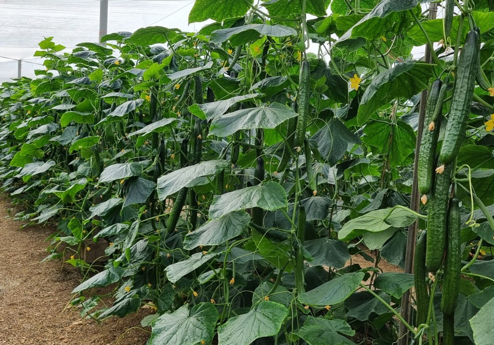 Syngenta amplía su protección contra el virus de Nueva Delhi en pepino con la novedad Nilsa
