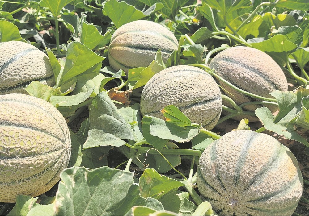Thebes y Delphes completan la gama de cantaloup con resistencias de BASF|Nunhems®