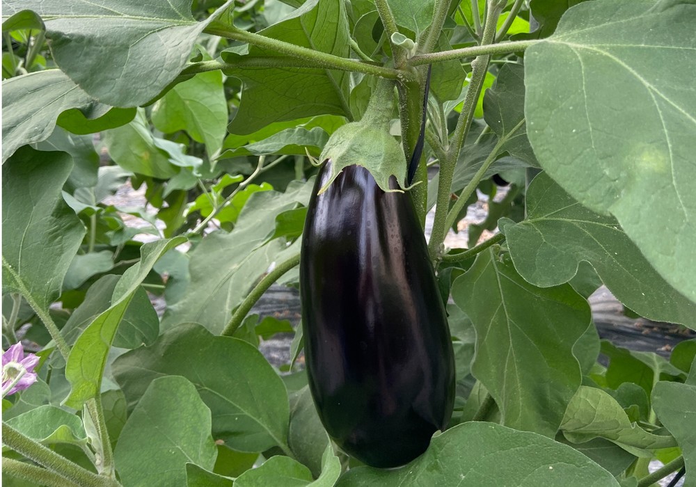 Yuksel Seeds presenta su berenjena Zuzana, de color negro brillante, buena conservación y sin espinas en el cáliz
