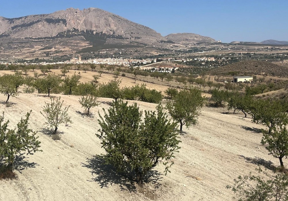 COAG consigue una ampliación de presupuesto en las ayudas por sequía para el fruto seco de ecológico