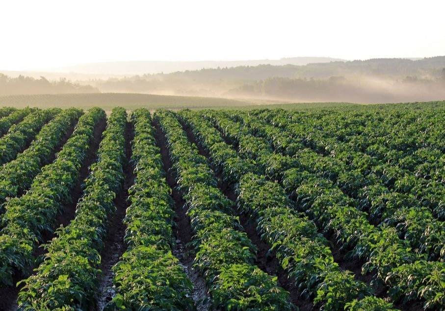 Los pagos de las ayudas directas de la Política Agraria Común de la campaña 2024 alcanzan los 3.665 millones de euros