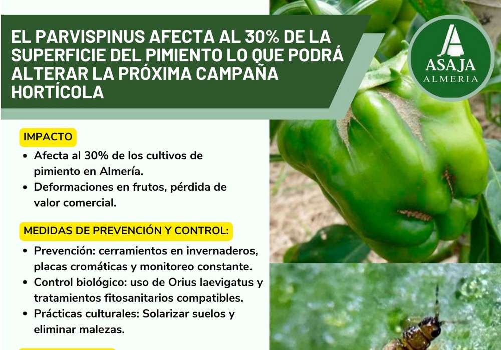 El Parvispinus afecta al 30% de la superficie del pimiento, lo que podrá alterar la próxima campaña