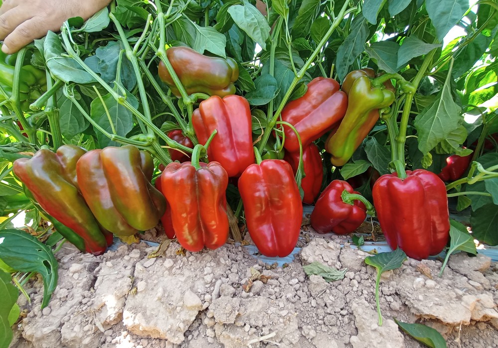Hort Seed Mediterrani, décadas de genética para garantizar los mejores resultados en primavera-verano, en campo libre