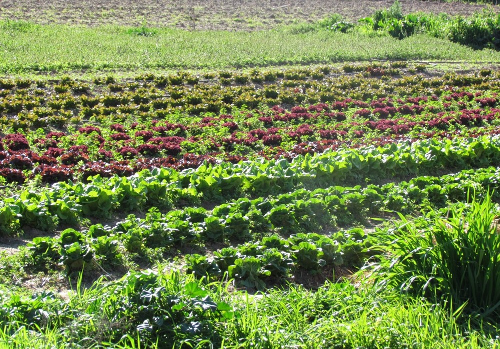 Un webinar aborda los aspectos clave para la financiación de nuevos proyectos agroecológicos
