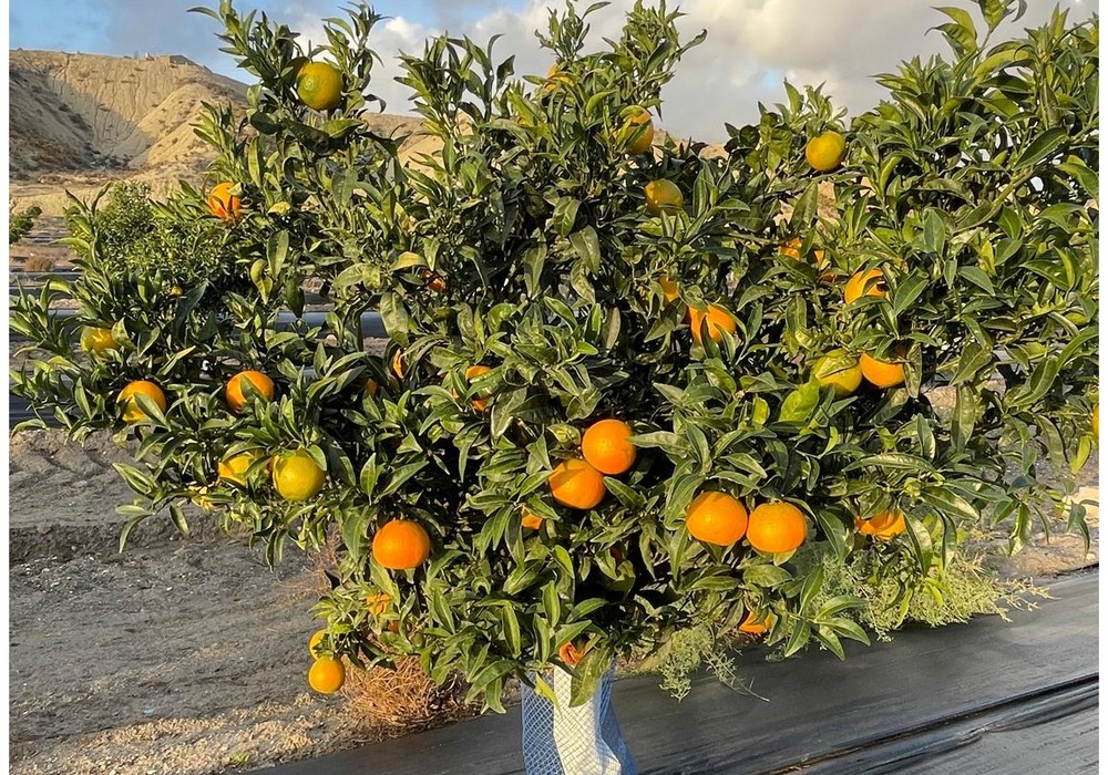 ASAJA Almería estima una caída del 17% en la producción de cítricos en Almería