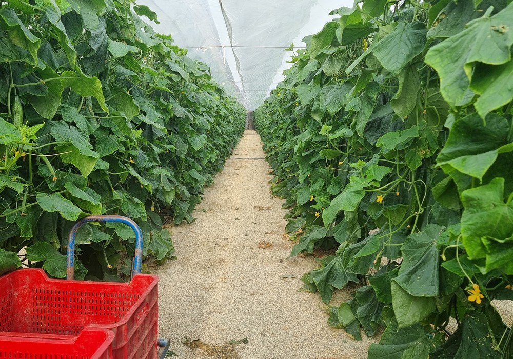 Semillas Fitó incorpora HOL 200052 (Moscu) a su catálogo de pepino holandés para otoño tardío