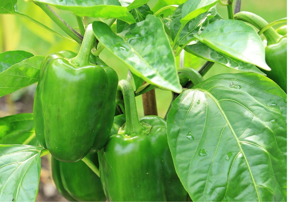 El calabacín vuelve a cotizaciones por debajo del euro en una semana donde el lamuyo, California verde y pimiento italiano mantienen el tipo