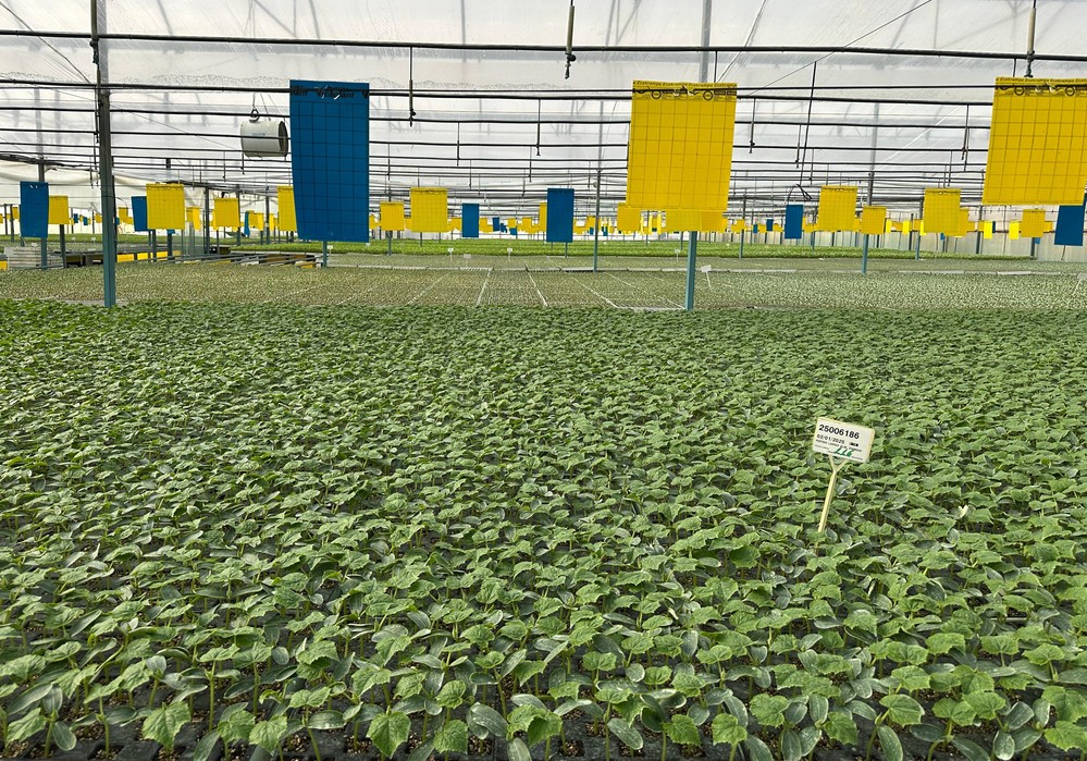 La superficie de melón crece hasta un 25% mientras que la de sandía se estabiliza esta campaña