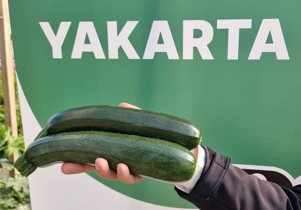 HM.CLAUSE presume de Yakarta F1, su calabacín para invierno con resistencia a Nueva Delhi