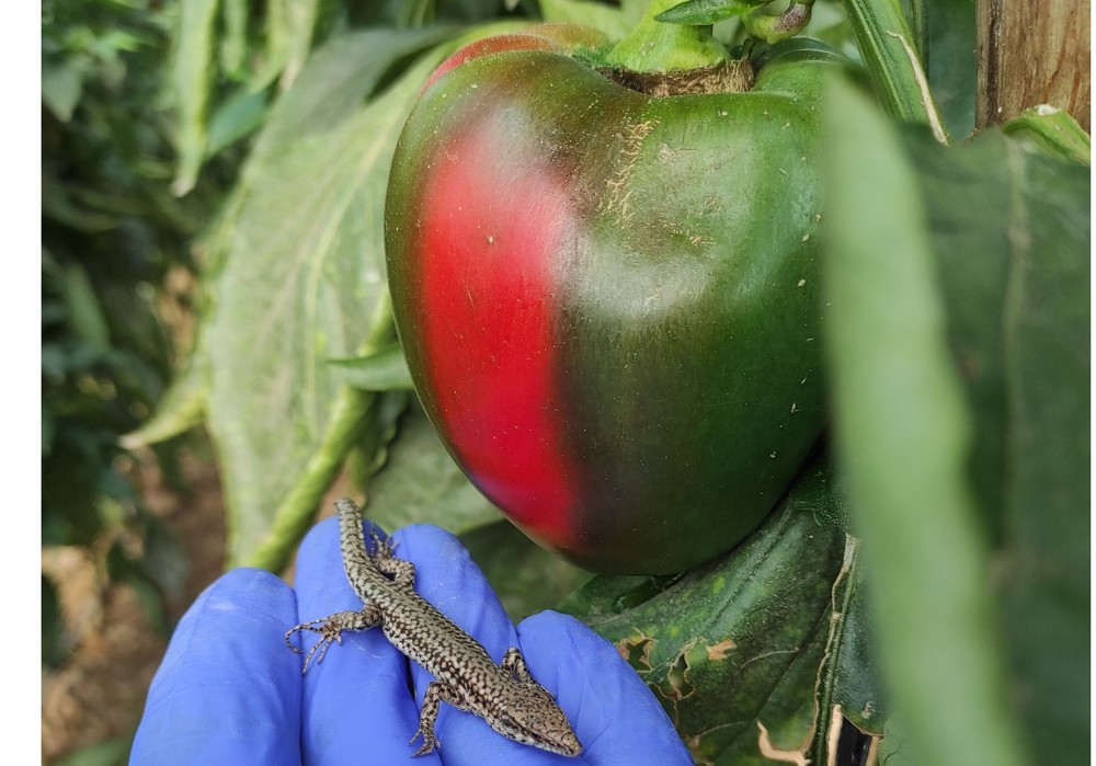 La Junta estudia el uso de reptiles en invernaderos de Almería para el control biológico de plagas