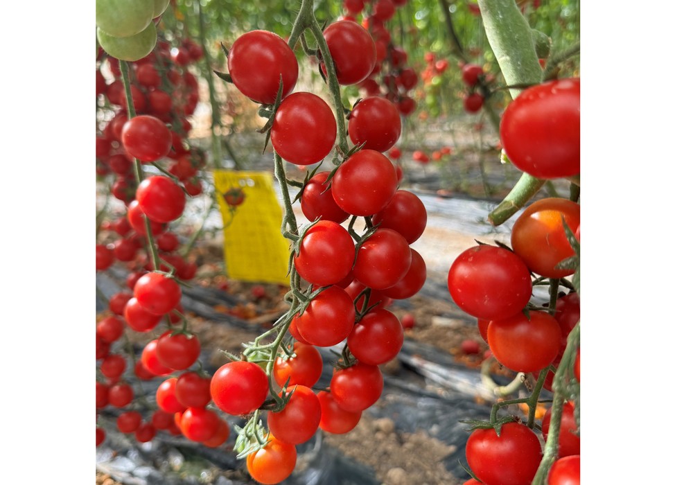 Yuksel Seeds lleva a Berlín su catálogo ‘Sin Miedo al Rugoso’