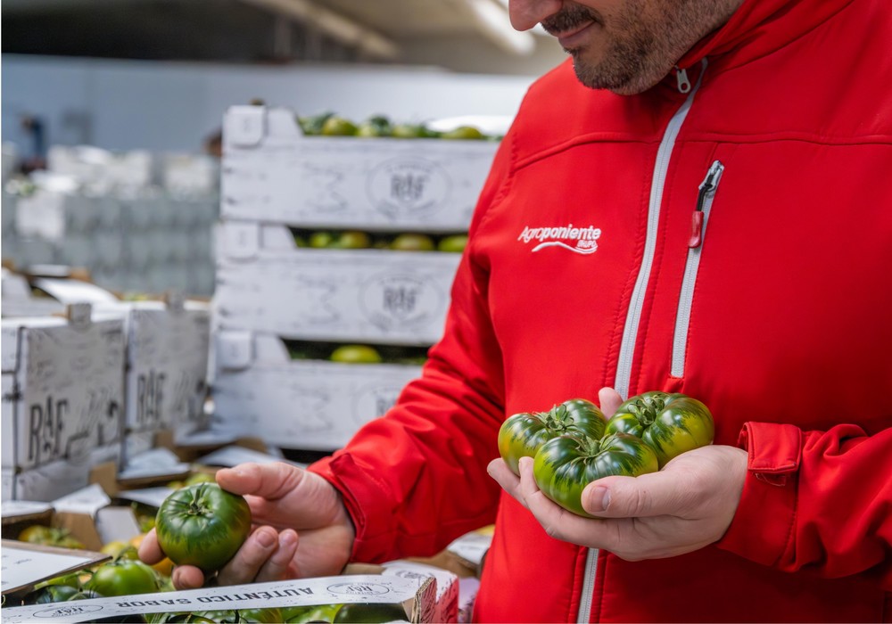 Grupo Agroponiente incrementa en un tercio su producción de Tomate Raf a estas alturas de campaña con respecto a la 23/24