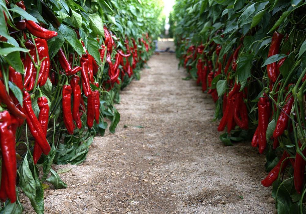 DELLISI, el pimiento italiano dulce de ISI Sementi con triple resistencia a spotted, L4 y ceniza