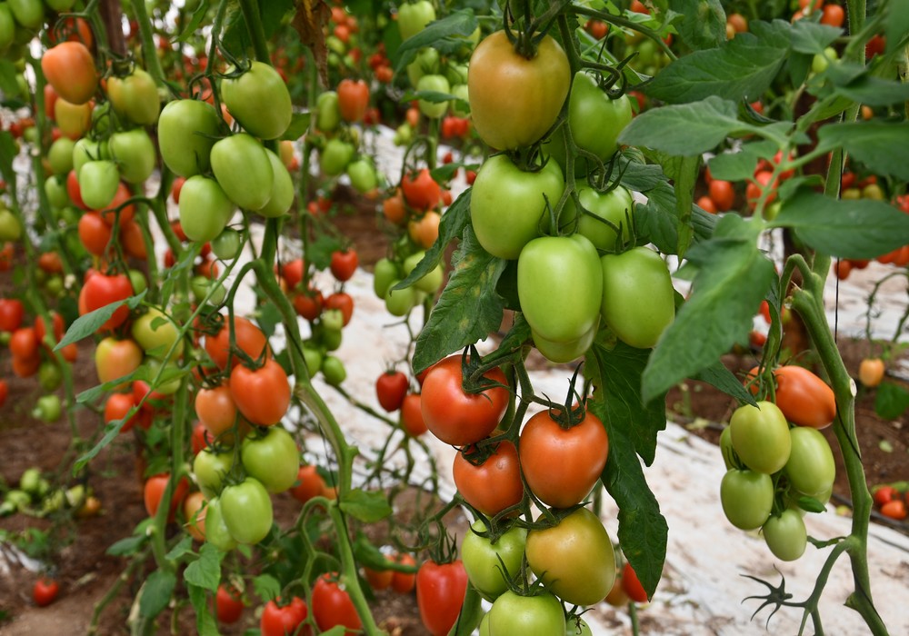 Arondir: La revolución del tomate pera en el Levante español