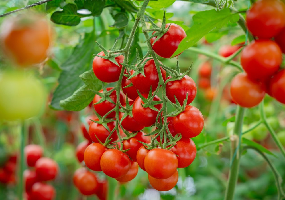 IQV Agro España: referente en protección de cultivos y agricultura sostenible
