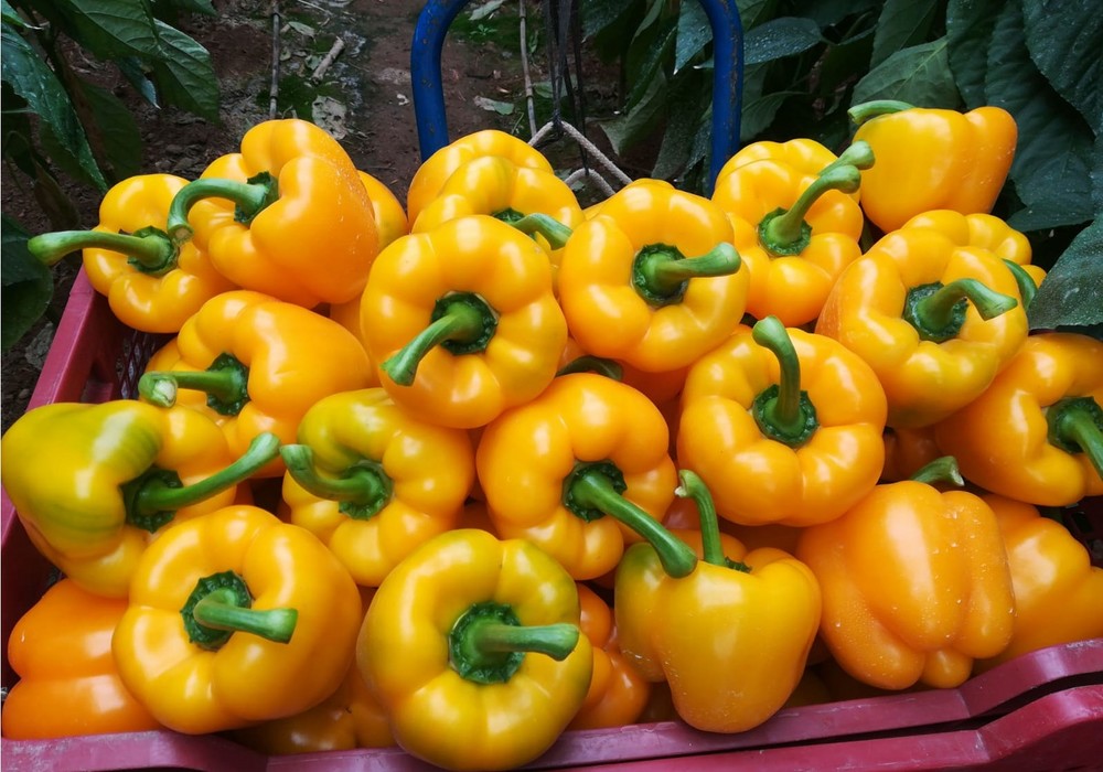 Febrero comienza con tendencias dispares en el mercado