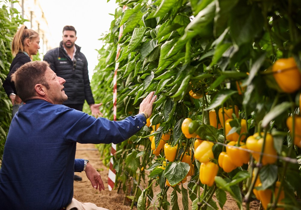 Toda la expertise de Harmoniz al servicio del pimiento