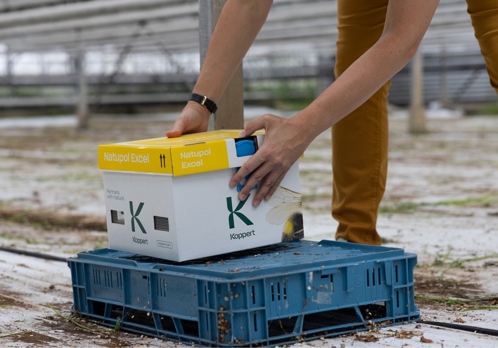 Las colmenas Natupol de Koppert, ahora con menos plástico y mejor rendimiento con temperaturas extremas