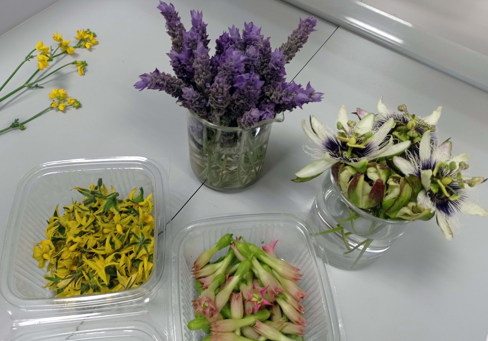 Estudiantes internacionales aprenden en la UAL sobre fertilidad floral