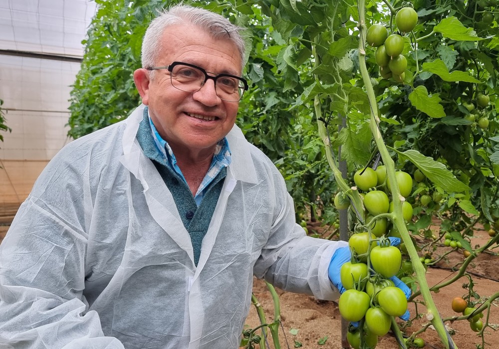 Calidad y resistencias en tomate pera y cherry con HM.CLAUSE
