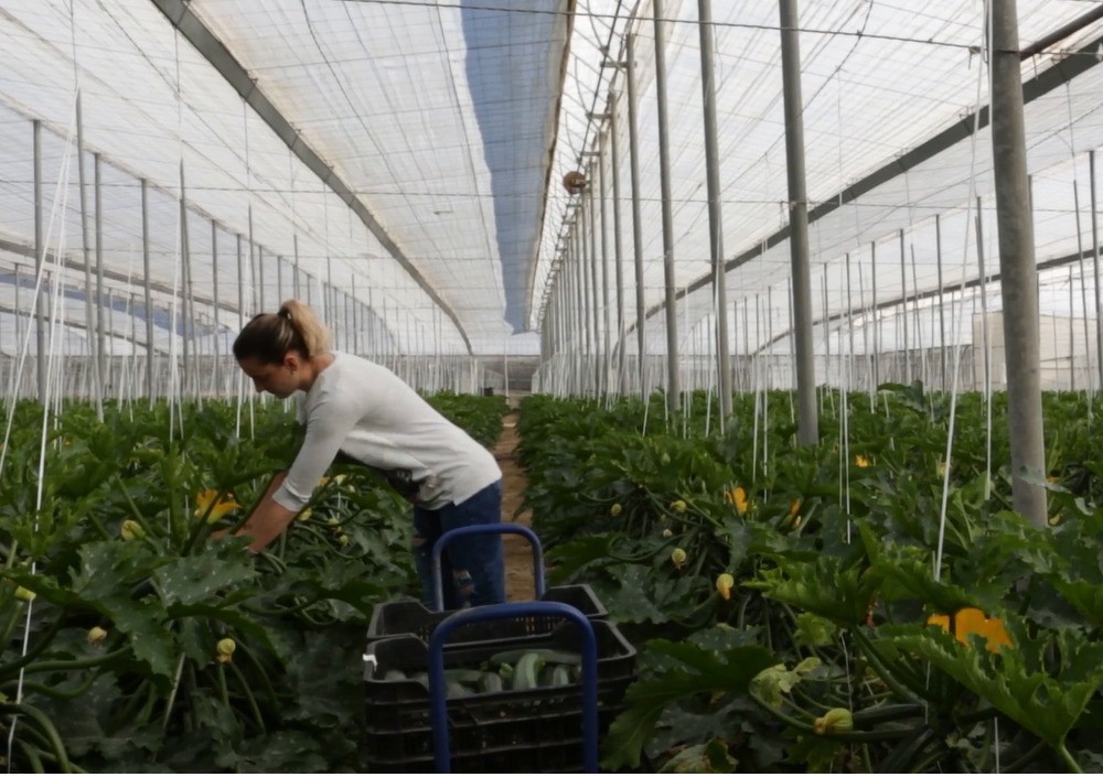 La Junta trabaja para eliminar desigualdades de género en el sector agroalimentario y pesquero