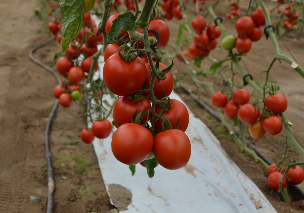 Los agricultores españoles se sitúan a la cabeza de la UE en superficie agraria dedicada a cultivos ecológicos
