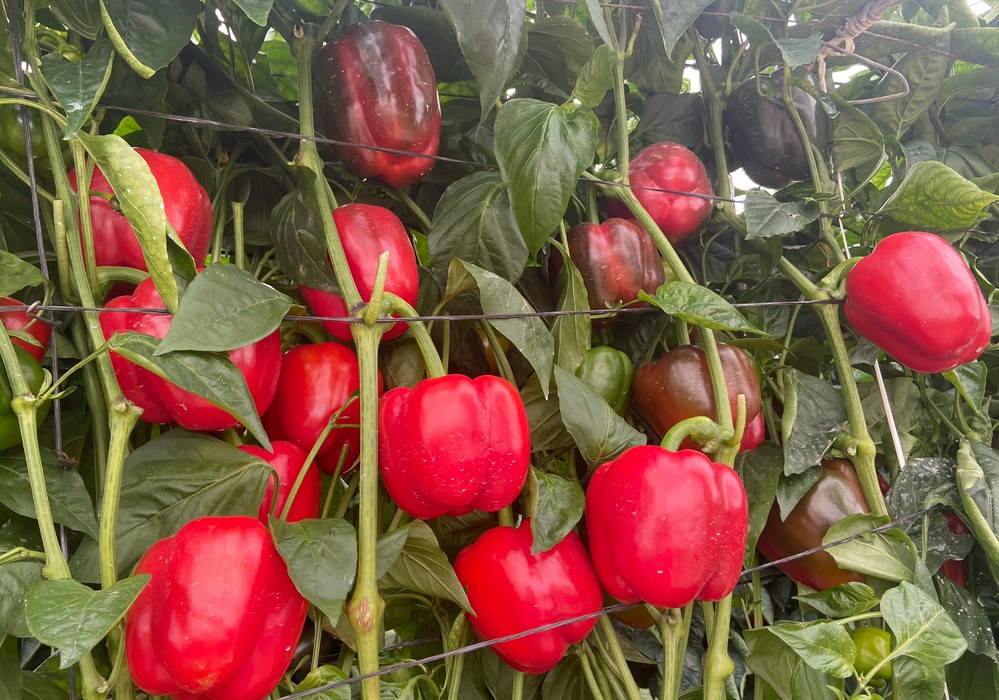 Testudo, el California rojo de Ramiro Arnedo de elevada productividad y frutos de calidad