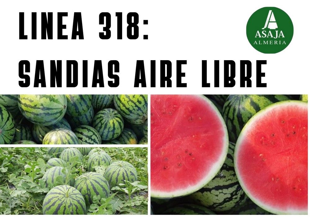 Abierta la Línea 318 para el cultivo de sandías al aire libre en primavera