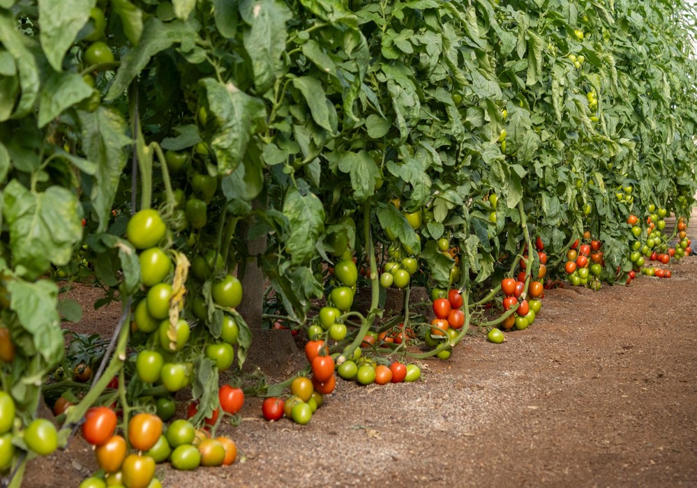 CapGen Seeds presenta oficialmente Panoramix en sus Jornadas de Puertas Abiertas