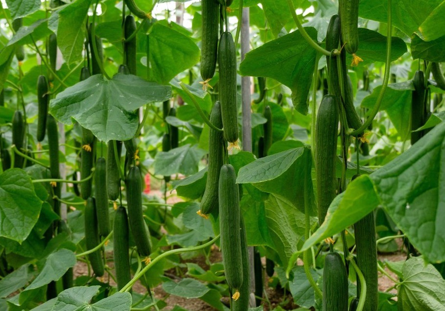 Los pepinos cierran febrero perdiendo valor de manera significativa