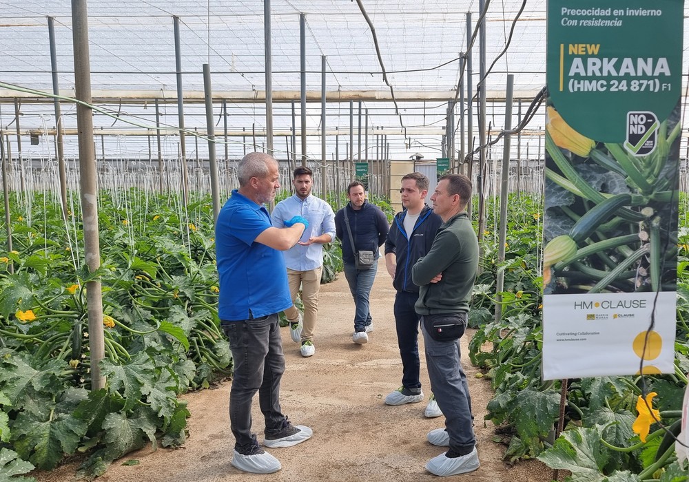 Arkana, el nuevo calabacín de HM.CLAUSE, con resistencia y precocidad en invierno