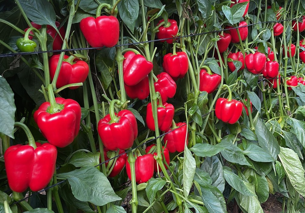 COAG reclama en Bruselas que la directiva de prácticas comerciales desleales prohíba en toda la UE precios por debajo de costes a los agricultores
