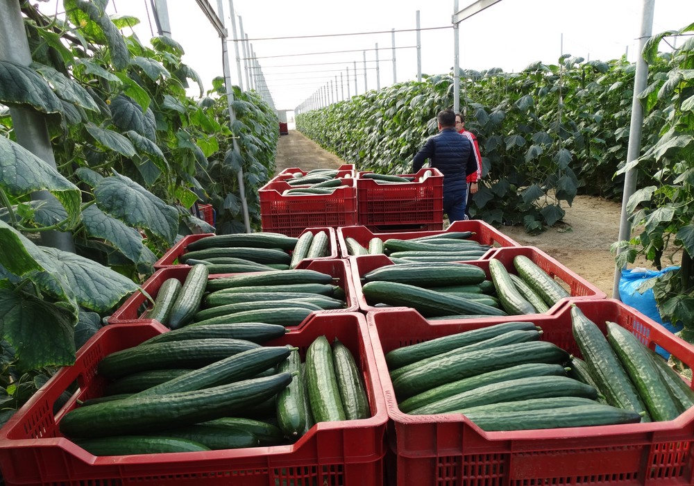 Las pizarras almerienses celebran una semana de subidas de precio en los hortícolas