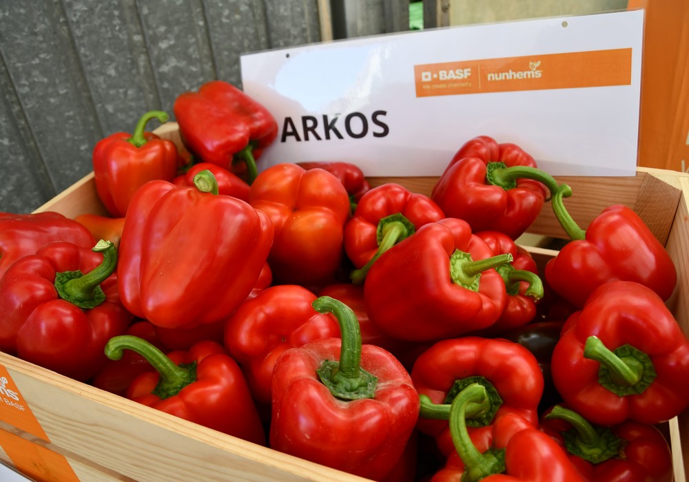 La gama OlimpΩ de BASF | Nunhems lleva la producción en pimiento a otro nivel