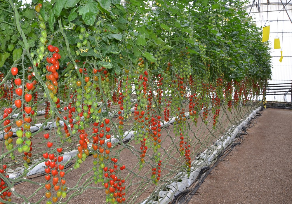 Crece la preocupación por la competencia extranjera en tomate en el mercado de la UE