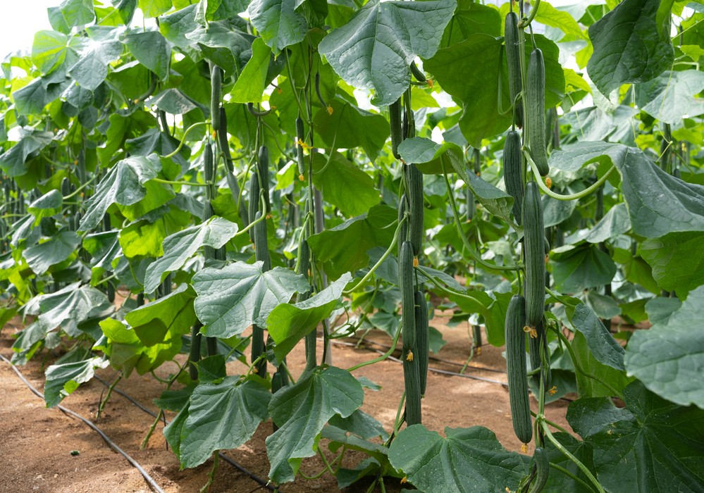 SVCE1524, el nuevo pepino de Seminis con resistencia a CGMMV y Nueva Delhi