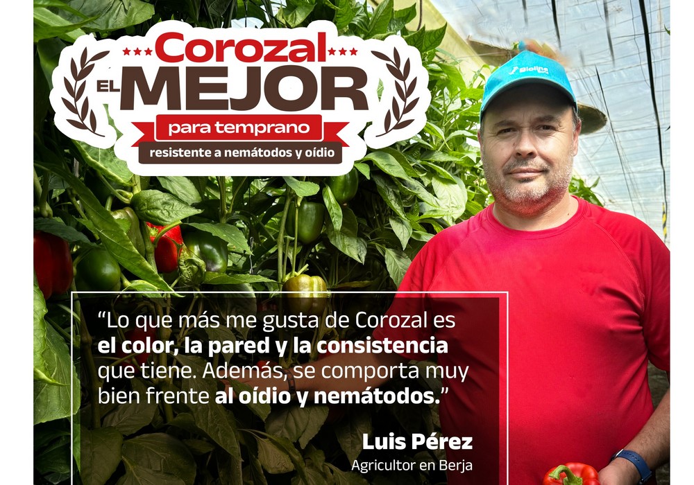 Los productores de temprano lo tienen claro: se quedan con Corozal
