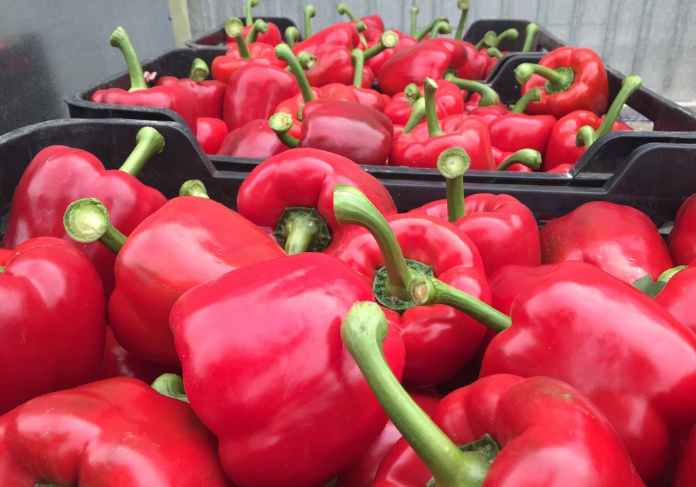 Las variedades de Top Seeds demuestran por qué tienen la confianza de los agricultores