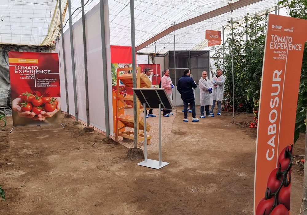 BASF | Nunhems ofrece su catálogo de tomate con resistencias como gran aliado hasta final de campaña