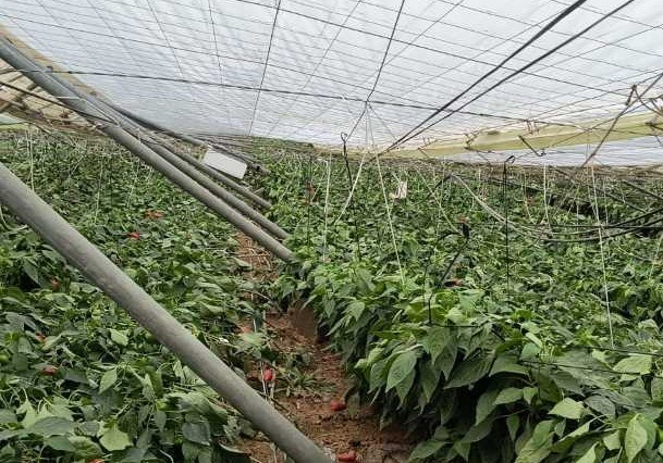 La Junta incentiva la contratación de seguros agrarios con 18,4 millones de euros en ayudas