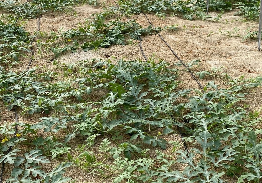 Las fuertes lluvias provocan daños a los cultivos de melón sandía y brásicas de Almería