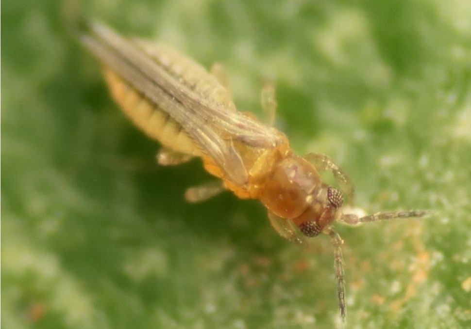 La Junta da a conocer al sector de los cítricos la situación de la plaga Scirtothrips aurantii
