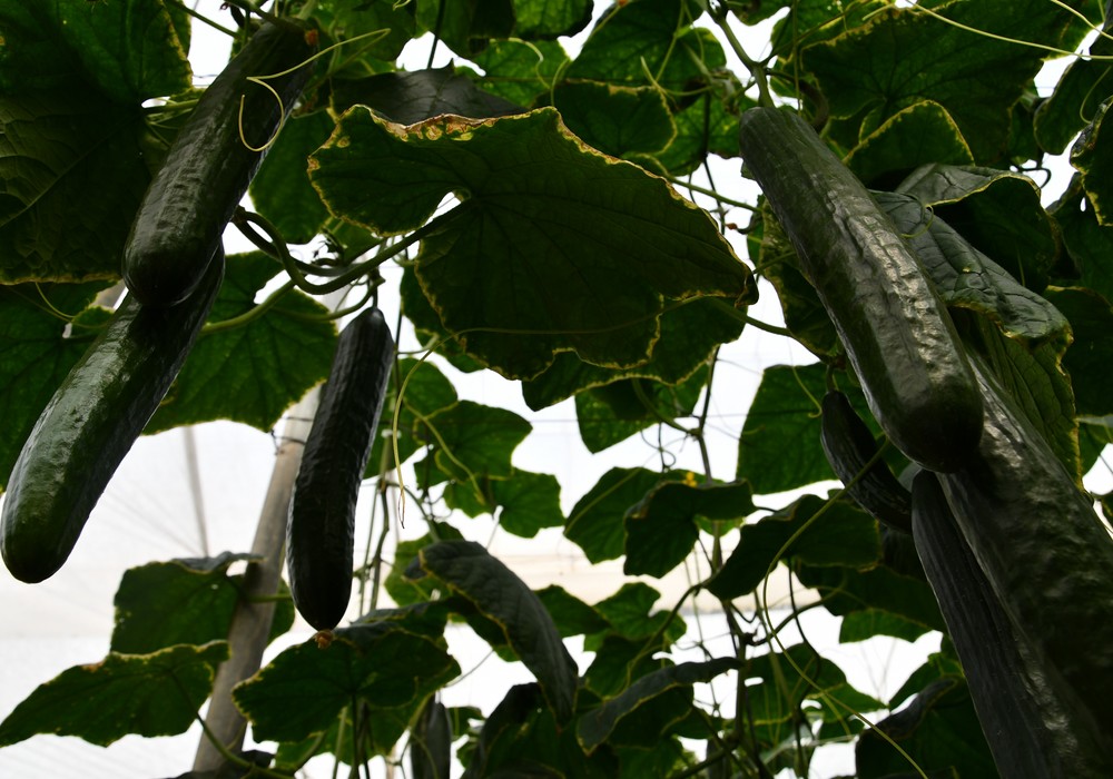 Segunda semana de subida generalizada de precios en la que destaca el incremento del pepino